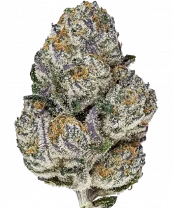 Birthday Cake, kremsi vanilya aroması ve 'e varan THC oranıyla öne çıkan dengeli bir hibrit türdür. Rahatlatıcı etkilerini keşfedin ve genetik yapısını görüntüleyin.