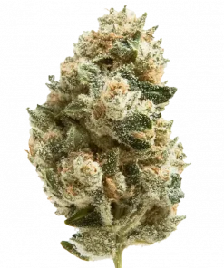 Biscochi, meyvemsi aroması ve yüksek THC içeriğiyle öne çıkan Indica dominant bir türdür. Depresyon ve stresi azaltıcı etkileri keşfedin, detayları görüntüleyin.