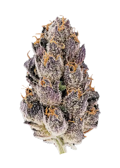 Biscotti Auto, tatlı ve fındıksı aromalarıyla öne çıkan, Indica baskın bir otomatik türdür. THC ile derin rahatlama sağlar. Özelliklerini keşfedin.