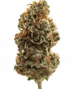 Biscotti Cake, vanilya ve limon aromalı, THC içeren sativa baskın bir türdür. Yaratıcılığı artıran bu özel türü keşfedin ve etkilerini görüntüleyin.