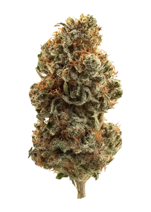 Biscotti Cake, vanilya ve limon aromalı, THC içeren sativa baskın bir türdür. Yaratıcılığı artıran bu özel türü keşfedin ve etkilerini görüntüleyin.