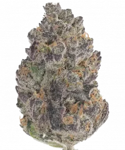 Biscotti Cream, yakıtımsı notaları ve rahatlatıcı etkisiyle öne çıkan dengeli bir hibrit türdür. Tatlı aroması ve genetik yapısını keşfedin.