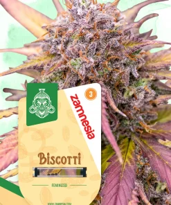 Biscotti Feminized Esrar Tohumu (Zamnesia Seeds)