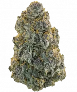 Biscotti Fizz, tatlı meyve aroması ve yüksek THC içeriğiyle bilinen indica baskın bir hibrit türdür. Stres ve anksiyeteye karşı potansiyel faydalarını keşfedin.