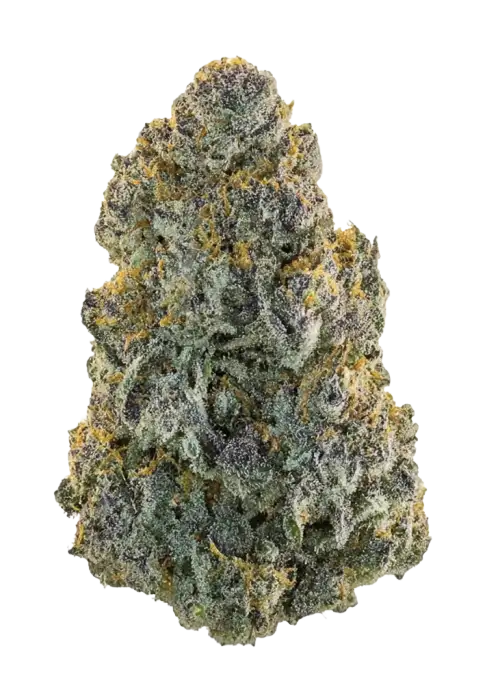 Biscotti Fizz, tatlı meyve aroması ve yüksek THC içeriğiyle bilinen indica baskın bir hibrit türdür. Stres ve anksiyeteye karşı potansiyel faydalarını keşfedin.