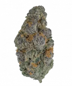 Biscotti Gelato, tatlı kurabiye aroması ve dengeli etkisiyle öne çıkan 50/50 hibrit türdür. Öfori ve rahatlama sunan bu özel türü keşfedin.