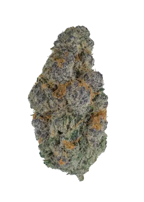 Biscotti Gelato, tatlı kurabiye aroması ve dengeli etkisiyle öne çıkan 50/50 hibrit türdür. Öfori ve rahatlama sunan bu özel türü keşfedin.