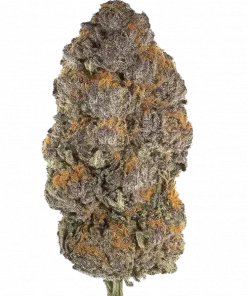 Biscotti Gushers, yakıtımsı aroması ve yüksek THC içeriğiyle bilinen güçlü bir Indica türüdür. Derin rahatlama ve öfori sunar. Etkilerini keşfedin.