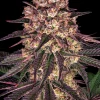Biscotti Mintz Feminized Esrar Tohumu (Barney's Farm)