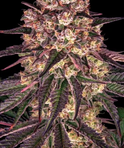 Biscotti Mintz Feminized Esrar Tohumu (Barney's Farm)