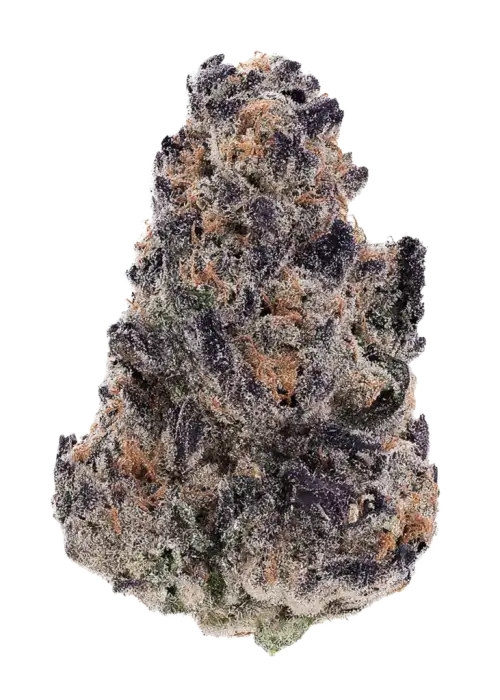 Biscotti Royale, yakıtımsı ve toprak notalarıyla öne çıkan Indica dominant bir türdür. Öforik etkileri ve genetik yapısını keşfedin. Hemen görüntüleyin.