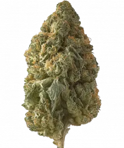 Bishop, yakıtımsı ve kremsi aromalarıyla öne çıkan Indica baskın bir türdür. Yüksek THC içeriğiyle mutluluk ve rahatlama sağlar. Özelliklerini keşfedin.