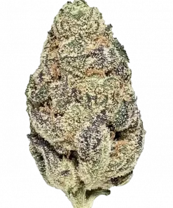 Biskante, tatlı kurabiye aroması ve yüksek THC içeriğiyle bilinen Sativa baskın bir türdür. Canlandırıcı etkileri ve genetik yapısını keşfedin.