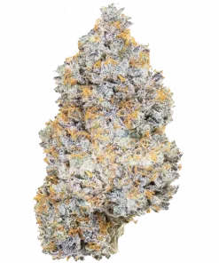 Bitch Slap, tatlı kiraz aroması ve yüksek reçine üretimiyle bilinen indica dominant bir türdür. Stres ve ağrı için ideal. Genetik yapısını keşfedin.