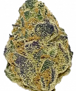 Bitter Orange, belirgin portakal aroması ve yüksek enerjisiyle öne çıkan Sativa dominant bir türdür. Canlandırıcı etkilerini ve genetik yapısını keşfedin.