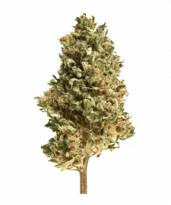 Bittersweet, tatlı mandalina aroması ve yüksek enerjisiyle öne çıkan Sativa baskın bir türdür. OZ Kush genetiğiyle yaratıldı. Etkilerini keşfedin.