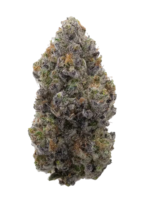 Bitties, tropikal meyve aromaları ve dengeli yapısıyla öne çıkan hibrit bir türdür. Yüksek THC içeriğiyle yaratıcılığı artırır. Özelliklerini keşfedin.