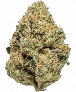 Black Afghan, topraksı aroması ve güçlü rahatlatıcı etkileriyle bilinen Indica baskın bir türdür. Migren ve stresi azaltmaya yardımcı olabilir. Özelliklerini keşfedin.