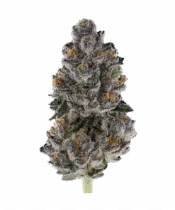 Black African Magic, tatlı narenciye aromaları ve yüksek THC içeriğiyle bilinen 0 Sativa türüdür. Enerjik etkileriyle öne çıkar. Genetik yapısını keşfedin.