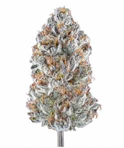 Black Belts, yakıtımsı ve tatlı aromalarıyla öne çıkan dengeli bir hibrit türdür. Enerji ve rahatlama sunan genetik yapısını keşfedin. Hemen görüntüleyin.