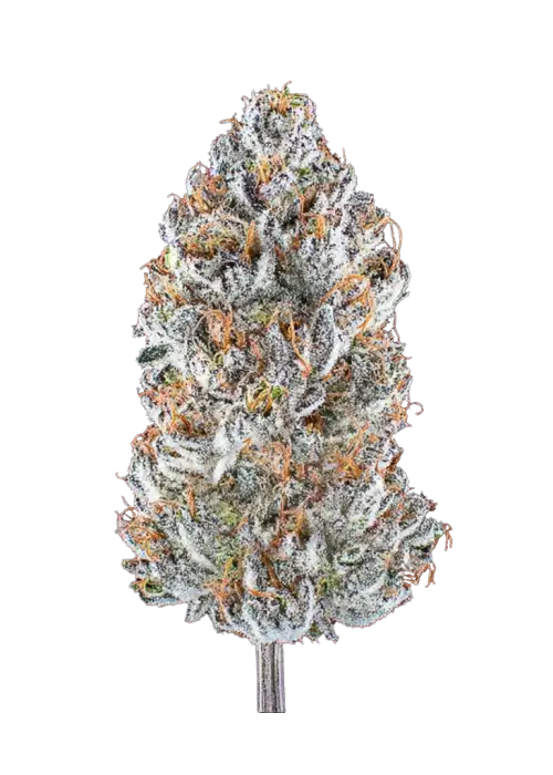 Black Belts, yakıtımsı ve tatlı aromalarıyla öne çıkan dengeli bir hibrit türdür. Enerji ve rahatlama sunan genetik yapısını keşfedin. Hemen görüntüleyin.