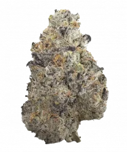 Black Berry Maple, benzersiz meyve aroması ve rahatlatıcı etkisiyle öne çıkan Indica baskın bir türdür. Yüksek THC içeriğiyle keyifli deneyimi keşfedin.