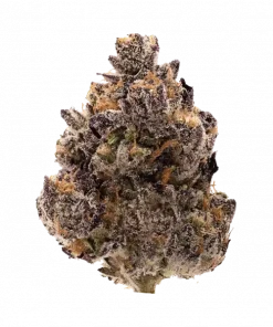 Black Cherry Blossom, tatlı kiraz ve çiçek aromalı, yüksek THC'li indica baskın bir türdür. Rahatlatıcı etkileriyle öne çıkar. Bu eşsiz türü keşfedin.