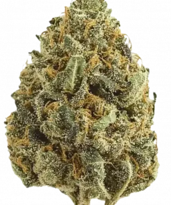 Black Cherry Gelato, kiraz aromaları ve THC oranıyla öne çıkan Indica dominant bir türdür. Benzersiz lezzet profilini ve etkilerini keşfedin.