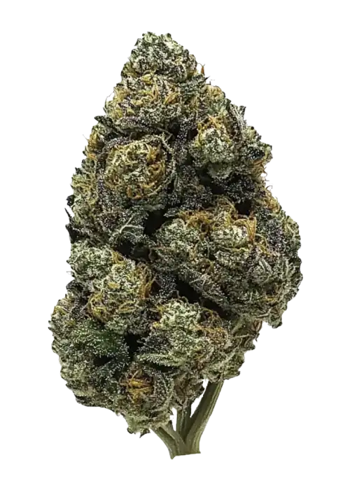 Black Cherry, tatlı meyve aroması ve rahatlatıcı etkileriyle bilinen dengeli bir Indica hibritidir. Granddaddy Purple genetiğini keşfedin ve etkilerini görüntüleyin.