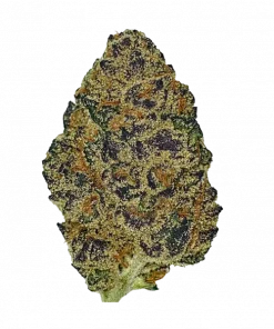 Black Cherry Soda, yakıtımsı ve böğürtlen aromalarıyla öne çıkan sativa baskın bir türdür. Yüksek THC içeriğiyle dikkat çeker. Genetik yapısını keşfedin.