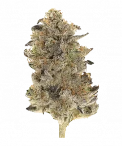 Black Cherry Twist, orman meyveleri aroması ve yüksek THC içeriğiyle öne çıkan Indica baskın bir türdür. Uzun süren rahatlama ve mutluluk için keşfedin.