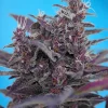 Black Cream ® Auto Fem Esrar Tohumu (Sweet Seeds)