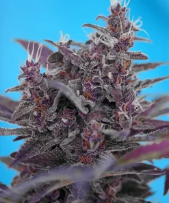 Black Cream ® Auto Fem Esrar Tohumu (Sweet Seeds)