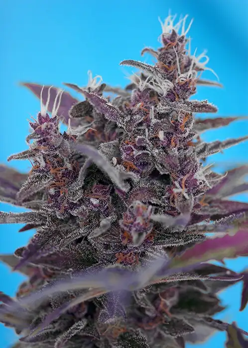 Black Cream ® Auto Fem Esrar Tohumu (Sweet Seeds)