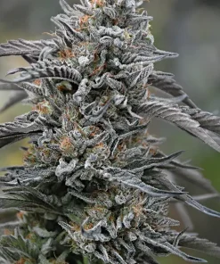 Black D.O.G. Feminized Esrar Tohumu (Humboldt Seed Organization)