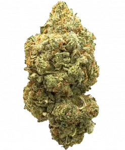 Black Domina, kahve aromaları ve yüksek THC içeriğiyle bilinen Indica dominant bir türdür. Karmaşık genetik yapısını ve potansiyel faydalarını keşfedin.