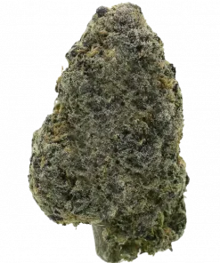 Black Fish, yakıtımsı greyfurt aroması ve yüksek THC içeriğiyle öne çıkan dengeli bir hibrit türdür. Egzotik genetik yapısını keşfedin ve benzersiz etkilerini görüntüleyin.