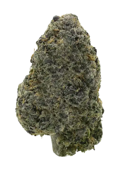 Black Fish, yakıtımsı greyfurt aroması ve yüksek THC içeriğiyle öne çıkan dengeli bir hibrit türdür. Egzotik genetik yapısını keşfedin ve benzersiz etkilerini görüntüleyin.