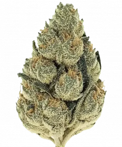 Black Hole Sun, yakıtımsı aroması ve THC oranıyla dikkat çeken dengeli bir hibrit türdür. Enerji ve mutluluk veren etkilerini keşfedin.