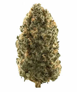 Black Honey Butter, bal ve meyve aromalarıyla öne çıkan Indica baskın bir türdür. Rahatlatıcı etkileriyle uykusuzluğa iyi gelir. Özelliklerini keşfedin.