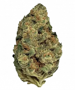 Black Jack, yakıtımsı aroması ve 'e varan THC içeriğiyle dikkat çeken Indica dominant bir türdür. Yoğun etkilerini ve eşsiz aromasını keşfedin.