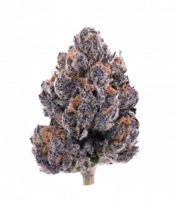 Black Lemon, limon aromaları ve yüksek THC içeriğiyle öne çıkan dengeli bir hibrit türdür. Eşsiz lezzetini ve potansiyel faydalarını keşfedin.