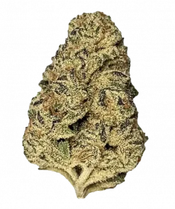 Black Maple, böğürtlen aroması ve THC ile öne çıkan dengeli bir hibrit türdür. Yaratıcılığı tetikleyen bu eşsiz türün genetik yapısını keşfedin.