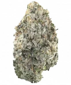 Black Moonflower, tatlı kiraz aroması ve yüksek THC içeriğiyle bilinen dengeli bir hibrit türdür. İştah ve stres için potansiyel faydalarını keşfedin.