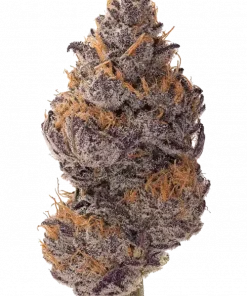 Black Muffin F1, tatlı narenciye aroması ve 'e varan THC içeriğiyle öne çıkan indica baskın bir türdür. Hızlı çiçeklenme özelliğiyle dikkat çeken bu türü keşfedin.