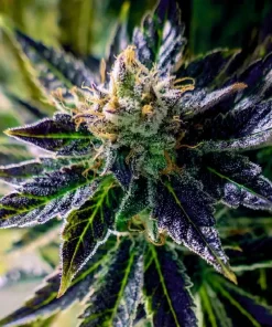 Black Opium Auto Fem Esrar Tohumu (Divine Seeds)