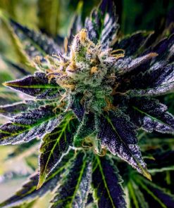 Black Opium Auto Fem Esrar Tohumu (Divine Seeds)