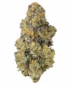 Black Pine Reserve, biber ve çam aromalarıyla öne çıkan Indica baskın bir türdür. Öforik etkileri ve yüksek THC içeriğiyle keşfedin.