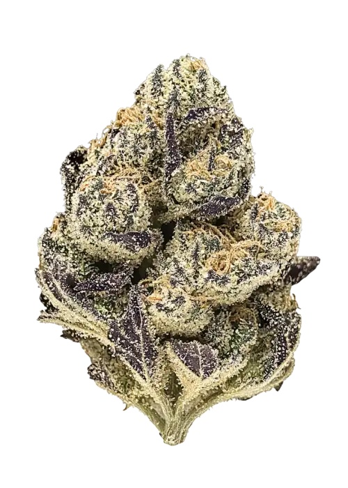 Black Rainbow, tatlı limon ve meyve aromalarıyla öne çıkan dengeli bir hibrit türdür. Yüksek THC içeriğiyle enerji ve rahatlama sunar. Özelliklerini keşfedin.