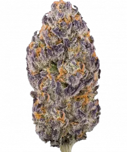 Black Truffle Pi’nana, benzersiz muz aroması ve rahatlatıcı etkisiyle öne çıkan dengeli bir hibrit türdür. Yaratıcılığınızı artıracak bu özel türü keşfedin.